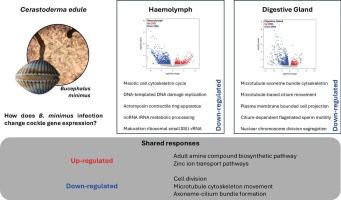 Decoding the gene expression response of Cerastoderma edule to chronic trematode infection: A comparison among host tissues