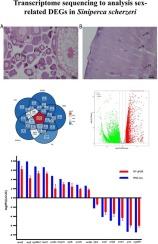 Comparative gonadal transcriptome analysis reveals sex-biased genes in Siniperca scherzeri