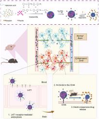 Epileptogenic zone-targeting nanoparticle drug delivery system for antiseizure medication