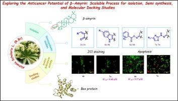Exploring the anticancer potential of β-amyrin: Scalable process for isolation, semi synthesis, and molecular docking studies