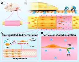 Bioactive nerve conduit enhance peripheral nerve regeneration through dual functions of ion-regulated dedifferentiation and particle-anchored migration