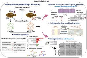 Plasma exosomes from viral hemorrhagic septicemia virus-infected olive flounder (Paralichthys olivaceus): Proteomic insights and wound healing effects