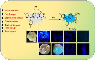 A colorimetric/fluorescent dual-mode probe for real-time hydrazine detection in biological, food, and environmental samples