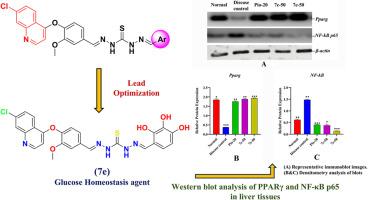 Modulating glucose homeostasis via expression of PPAR-γ TF: Pharmacological insights into quinolone-based hydrazones