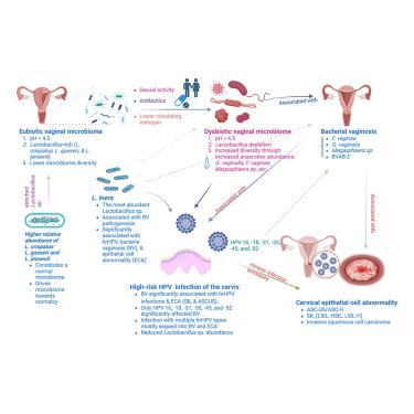 Lactobacillus-rich cervicovaginal microbiome associated with lower BV, HPV, and cytology outcomes in women