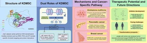 KDM5C: A dual-edged epigenetic regulator in cancer biology-context-dependent roles and therapeutic implications