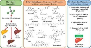 Dietary antioxidants in mitigating carbon tetrachloride-induced hepatoxicity: An integrative review of preclinical insights