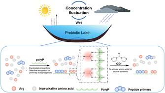 Prebiotic template-directed peptide formation mediated by polyphosphates and peptide promoters