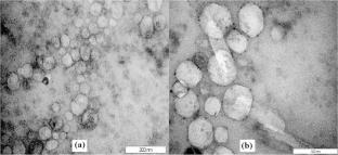 Optimized Transfersomal Hyaluronic Acid/Carboxymethyl Chitosan Hydrogel for Enhanced Ocular Delivery of Fluconazole in Fungal Keratitis