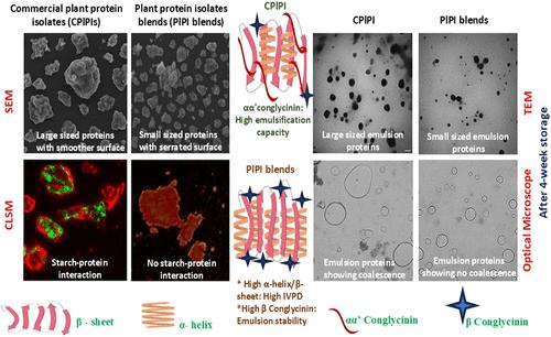 Comparative Evaluation of Plant Protein Isolate Blends and Commercial Isolates: Structural, Digestive, and Functional Insights