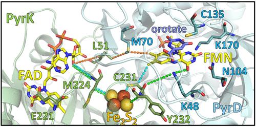 Electron Pushing: Variants That Alter the Catalytic Distribution of Electrons in Dihydroorotate Dehydrogenase 1B from Lactococcus lactis