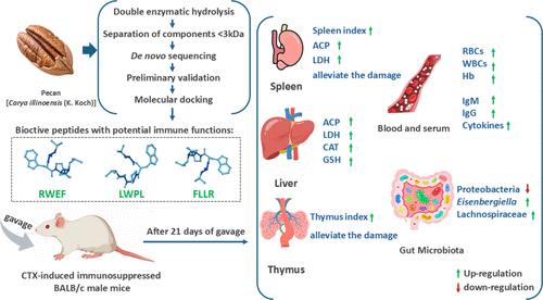 Immunomodulatory Activity of Pecan-Derived Peptides: Targeting Cyclophosphamide-Mediated Immune Dysregulation