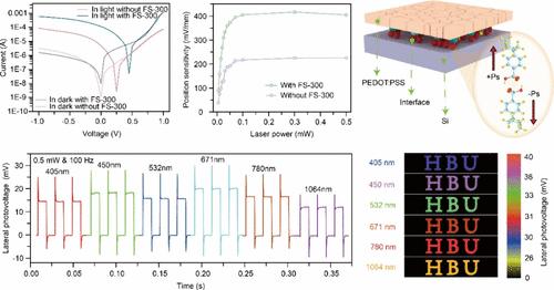 Doping and Polar Interface-Induced High-Position Sensing in the PEDOT:PSS/Si Heterojunction and Its Multifunctional Optical Imaging