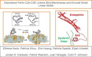 Disordered Ferlin C2A–C2B Linkers Bind Membranes and Encode Small Linear Motifs