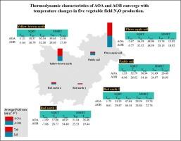Thermodynamic response of ammonia-oxidizing archaea and bacteria in vegetable soils across Yangtze River Basin