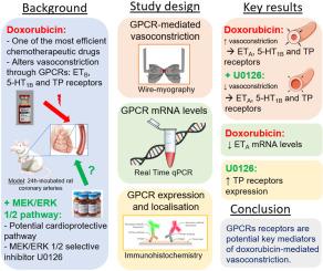 Doxorubicin increases G-protein coupled receptor-mediated vasoconstriction in coronary arteries via the mitogen-activated protein kinase kinase 1/2 pathway