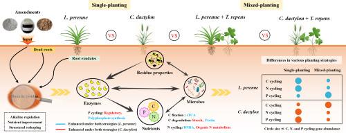 Metagenomic insight into microbial regulation of nutrient cycling in amended bauxite residue under various planting strategies: Implications for soil formation