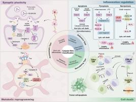 The multifunctionality of the caspase family of proteases: A new perspective beyond cell death