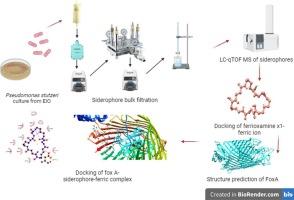 Ferrioxamine X1 mediated iron interaction with FoxA receptor in marine Pseudomonas stutzeri: An in silico approach