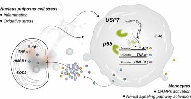Monocyte USP7-p65 axis mediates immune responses to the immunogenicity of nucleus pulposus