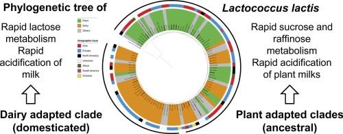 A phylogenetic perspective on the performance of Lactococcus lactis as starter culture in milk and plant milks