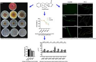 Investigation of the mode of action and cytotoxicity of prothioconazole on Fusarium phytopathogens