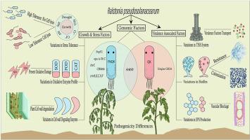 Strain-specific virulence and stress adaptation in Ralstonia pseudosolanacearum: Implications for bacterial wilt diagnostics and control