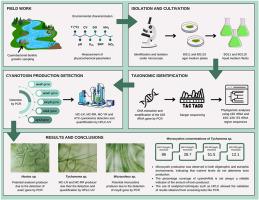 First report of microcystin-producing benthic cyanobacteria in Mexican mountain rivers: polyphasic characterization and HPLC toxin detection