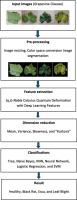 Grapevine disease detection using (q,τ)-nabla calculus quantum deformation with deep learning features