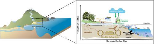 Carbon fluxes in estuarine wetlands based on a material flow perspective