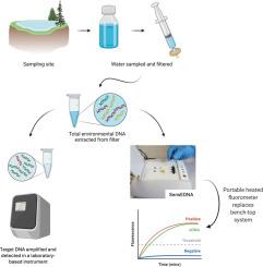 SensEDNA: An innovative optical CRISPR platform for rapid environmental DNA monitoring