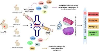 Intraosseous adipose mesenchymal stem cells and plasma rich in growth factors: A promising approach for articular cartilage and subchondral bone regeneration