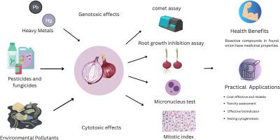 Allium cepa L. as a bioindicator: A comprehensive review of genotoxicity and cytotoxicity assessment methods