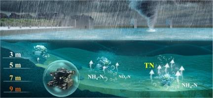 Typhoon-induced depth-dependent nitrogen release from reservoir sediments: Insights from high-resolution ROV monitoring
