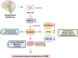 HIF-1α in glioblastoma multiforme cells: Mechanisms involving the Wnt/β-catenin signaling pathway