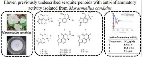 Eleven previously undescribed sesquiterpenoids with anti-inflammatory activity isolated from the cultures of basidiomycete Marasmiellus candidus
