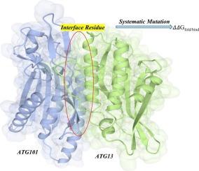 Comprehensive mapping of interfacial mutations in the ATG101-ATG13 protein complex that affect protein stability and interaction: Implications in autophagy regulation