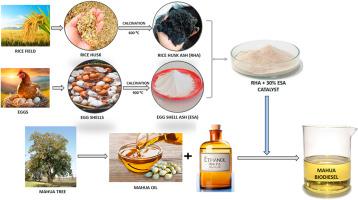 Development, assessment, and efficiency of rice husk ash (RHA) infused by eggshell as a hybrid catalyst towards biodiesel synthesis from iluppai ennai oil