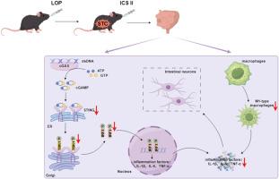 Icariside II ameliorates slow transit constipation by inhibiting macrophage polarization and suppressing the cGAS-STING pathway