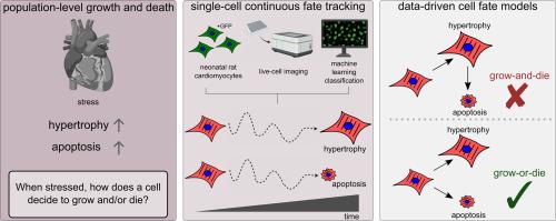 Single-cell dynamics reveal a stress-induced decision between hypertrophy and apoptosis in neonatal rat cardiomyocytes