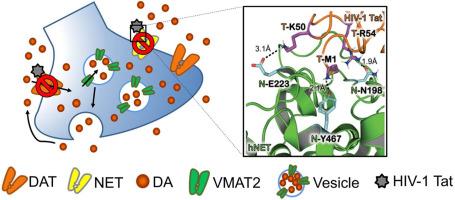 Mutational effects of the asparagine198 and glutamate223 residues on the human norepinephrine transporter on basal and HIV-1 Tat protein-induced inhibition of dopamine transport