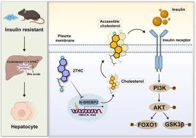 27-Hydroxycholesterol exacerbates hepatic insulin resistance via plasma membrane cholesterol remodeling