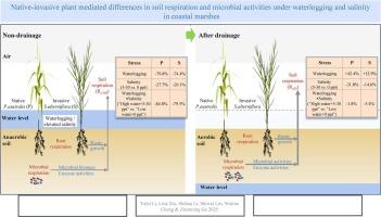 Responses of soil respiration and microbial activity in Phragmites australis and Spartina alterniflora marshes to hydrological changes