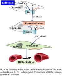 Nebivolol prevents coronary artery spasm by upregulating voltage-gated potassium channels via protein kinase A
