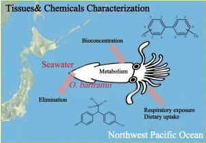 Disparities in bioaccumulation of chlorinated organic pollutants in O. bartramii and seawater from the Northwest Pacific Ocean: Compound – specific mechanisms and health risks