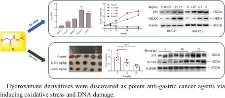 Discovery of hydroxamate derivatives as potent anti-gastric cancer agents via inducing oxidative stress and DNA damage