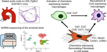 Single cell analysis identifies a distinct population of fibroblasts that mediate increased cell-cell communication in murine aortopathy of Loeys-Dietz syndrome
