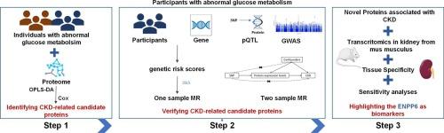 Integrative analysis identifies novel proteins associated with chronic kidney disease in participants with abnormal glucose metabolism