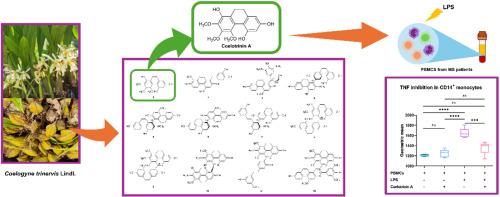 Immunomodulatory activity of isolated phenanthrene and dihydrophenanthrene derivatives (coelotrinins A-L) from Coelogyne trinervis
