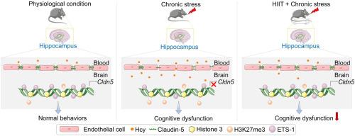 High-intensity interval training improves cognitive dysfunction in chronically stressed mice through alleviating homocysteine-induced transcriptional repression of Cldn5